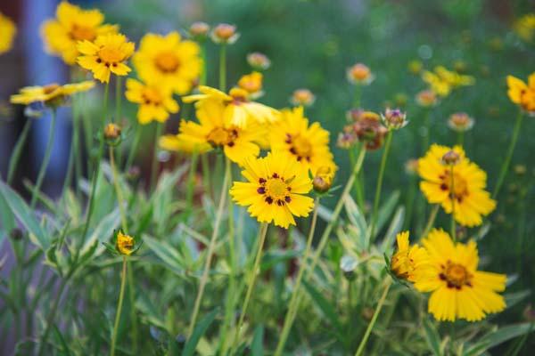 Tickseed 'Tequila Sunrise' 1 Gallon