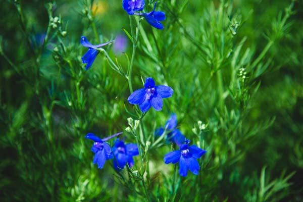 Larkspur 'Summer Nights' 2 Gallon