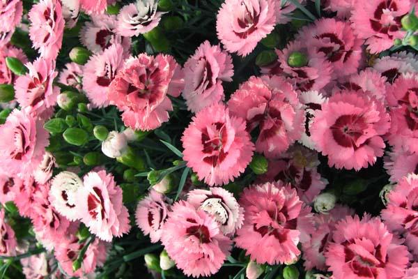 Dianthus Scent First&reg; Raspberry Surprise 1 Gallon