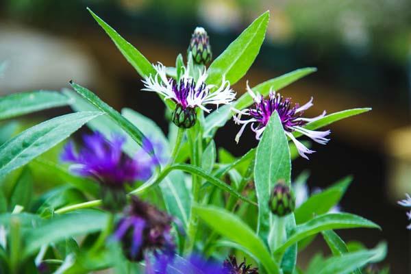 Perennial Bachelor's Button 'Amethyst In Snow' 1 Gallon