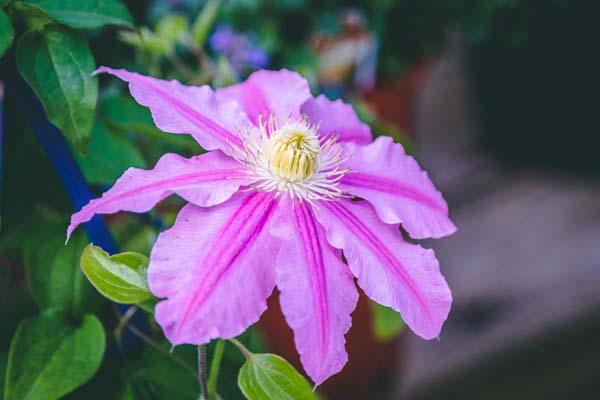 Clematis Abilene&trade; 2 Gallon