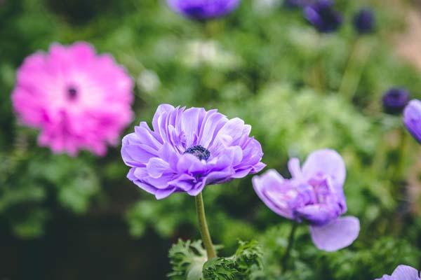 Anemone 'Pandora Double Blue' Quart