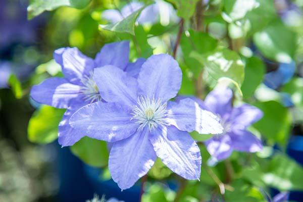 Clematis Zara&trade; 2 Gallon