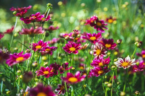 Tickseed 'Mercury Rising' 1 Gallon