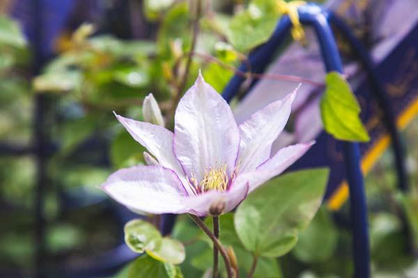 Clematis Samaritan Jo&trade; 2 Gallon