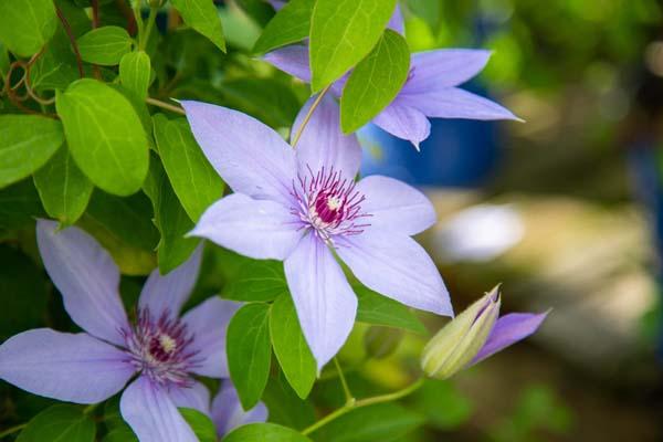 Clematis Bernadine&trade; 2 Gallon