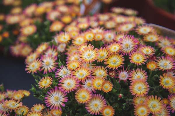 Ice Plant 'Jewel of the Desert Ruby' 1 Gallon