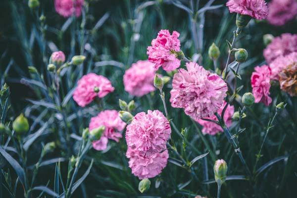 Dianthus 'Pinball Wizard' 1 Gallon