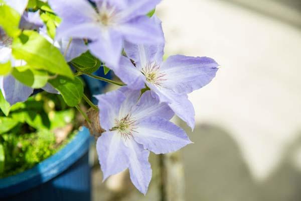 Clematis Tranquilitetrade; 2 Gallon