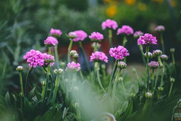 Sea Thrift Dreameria&reg; 'Sweet Dreams' 1 Gallon