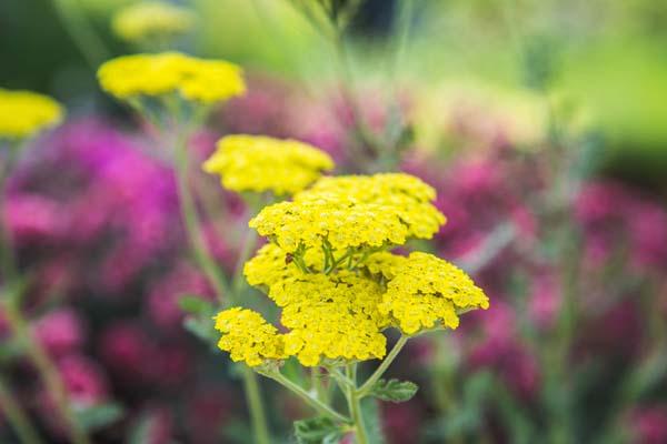 Yarrow 'Sassy Summer Lemon' 1 Gallon