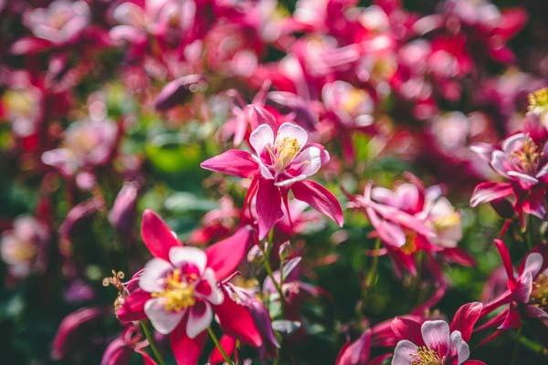 Columbine KIRIGAMI&trade; 'Red & White' 1 Gallon