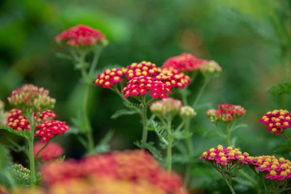 Yarrow 'Paprika' 2 Gallon