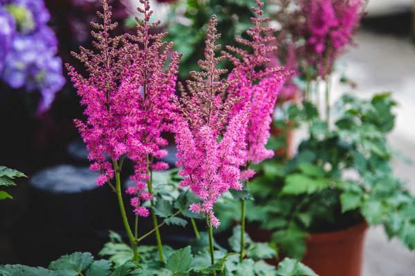 Astilbe 'Vision in Pink' 1 Gallon
