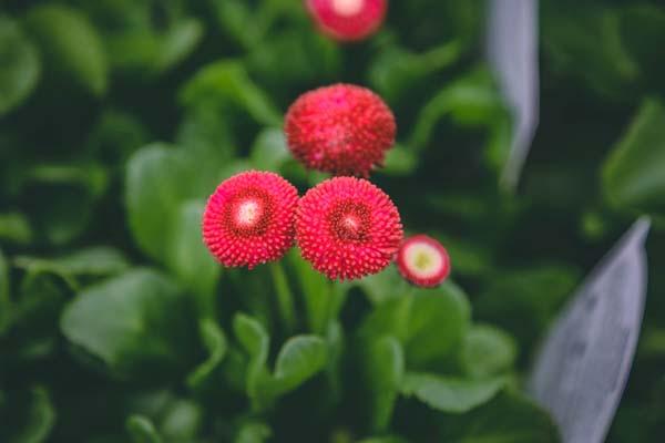 English Daisy Bellissima&trade; 'Red' Quart