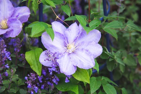 Clematis Cezanne&trade; 2 Gallon