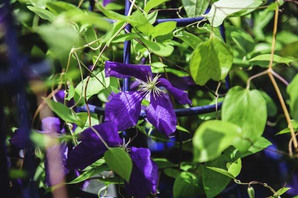 Clematis Jackmanii&trade; 2 Gallon