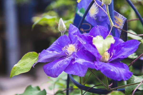 Clematis Kingfisher&trade; 2 Gallon