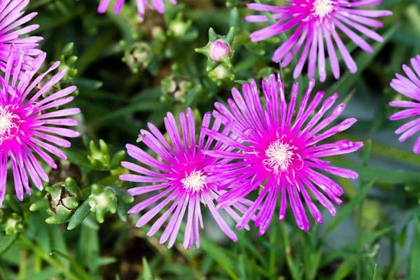 Ice Plant Hardy 'Cooperi' Market Basket