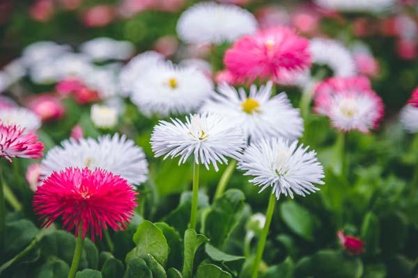 English Daisy 'Habanera Mix' Quart