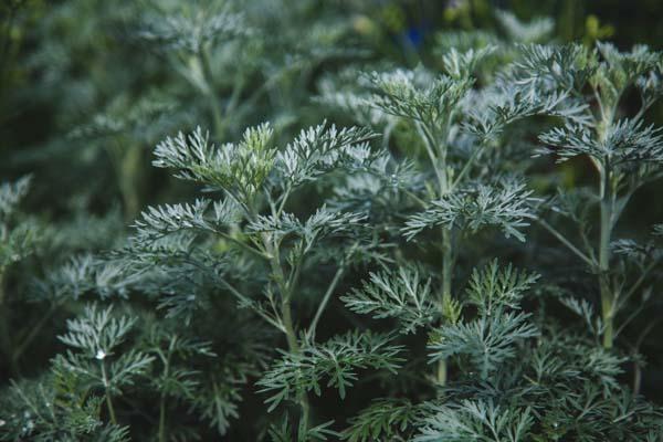 Wormwood 'Powis Castle' 2 Gallon