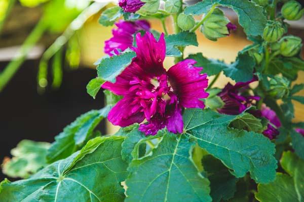 Hollyhock 'Spring Celebrities Purple' 2 Gallon