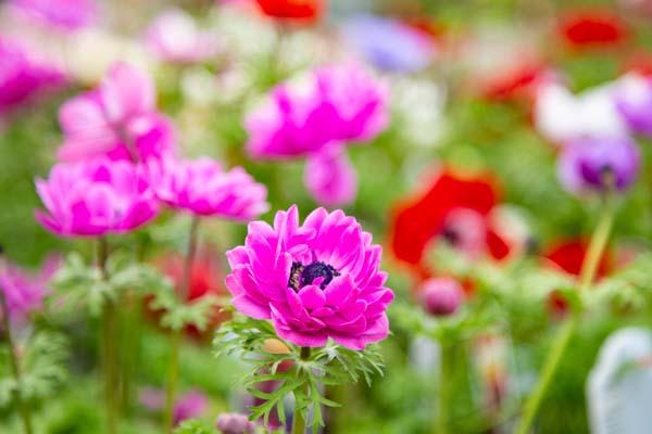 Anemone 'Pandora Double Fuchsia' Quart