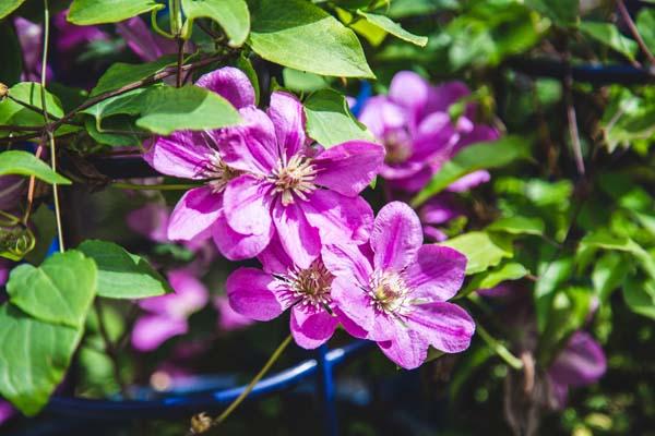 Clematis