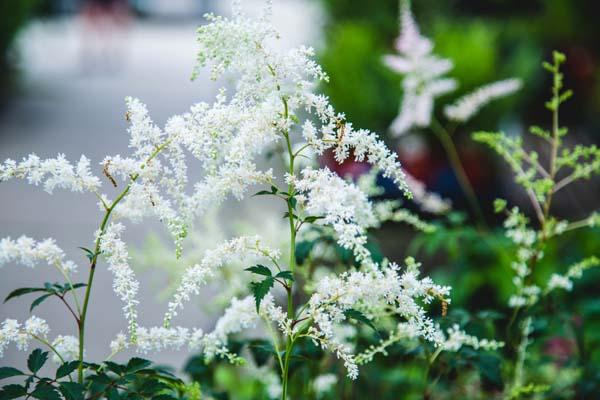 Astilbe 'Bridal Veil' 1 Gallon