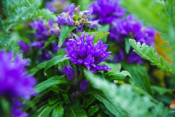 Bellflower 'Genti Blue' 1 Gallon