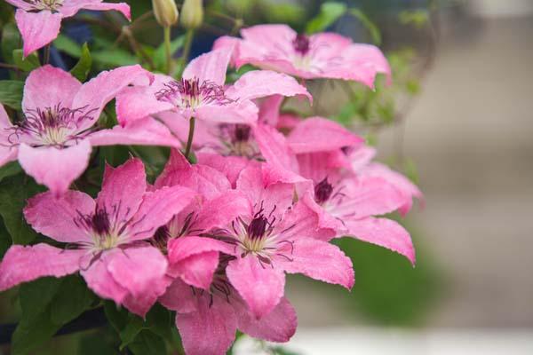 Clematis Sarah Elizabeth&trade; 2 Gallon