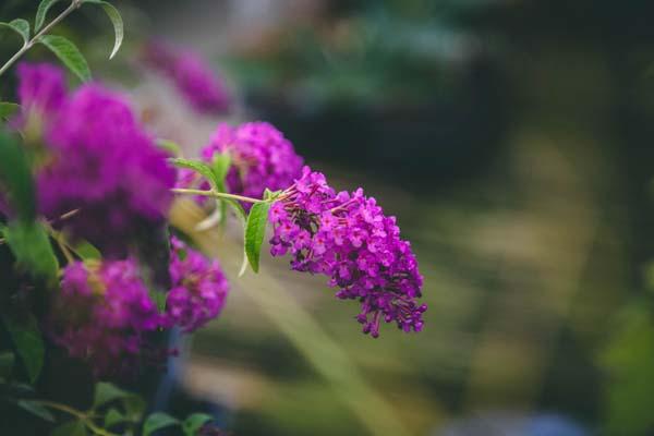 Butterfly Bush Buzz&reg; 'Purple' 2 Gallon