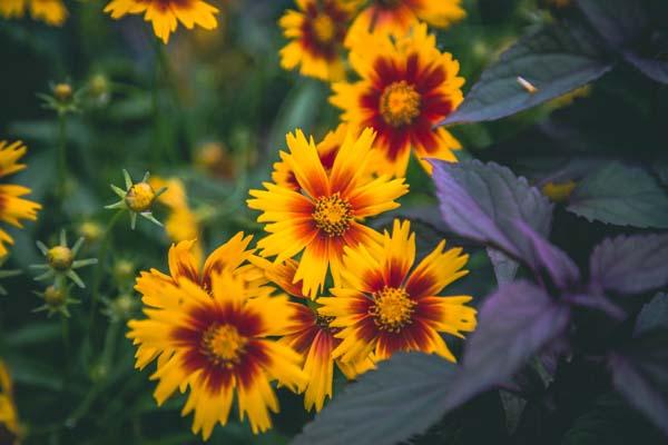 Tickseed 'Golden Stardust' 1 Gallon