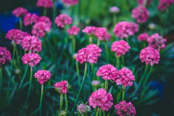 Sea Thrift Dreameria&reg; 'Dreamland' 1 Gallon