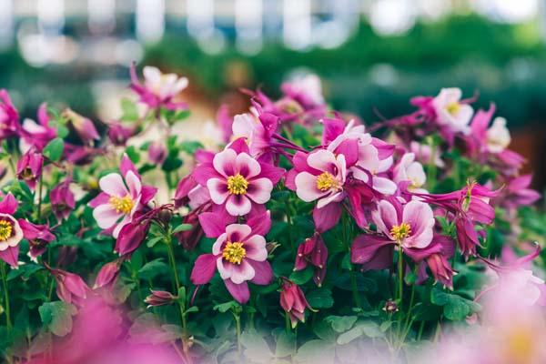 Columbine KIRIGAMI&trade; 'Rose & Pink' 1 Gallon