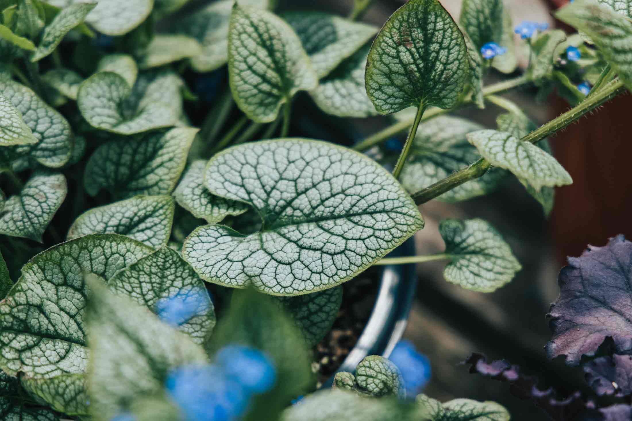 Brunnera 'Jack of Diamonds' 2 Gallon