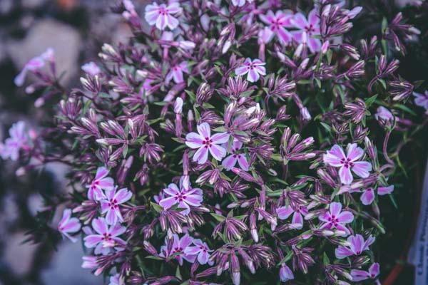 Creeping Phlox 'Candy Stripe' Market Basket