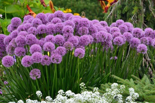 Ornamental Onion 'Millennium' 1 Gallon