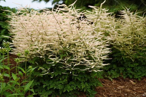 Goatsbeard 'Chantilly Lace' 1 Gallon