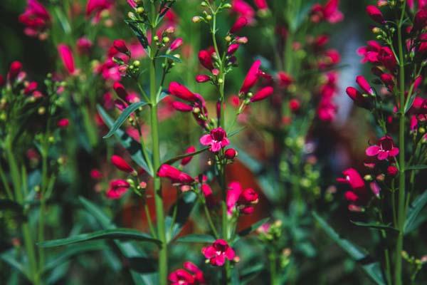 Beardtongue 'Pristine&trade; Scarlet' 1 Gallon