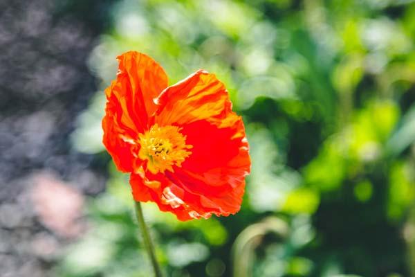 Poppy 'Champagne Bubbles Orange' Quart