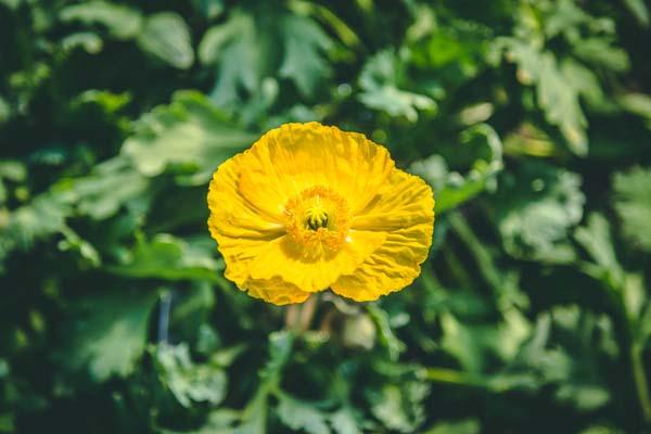 Iceland Poppy 'Champagne Bubbles Yellow' Quart