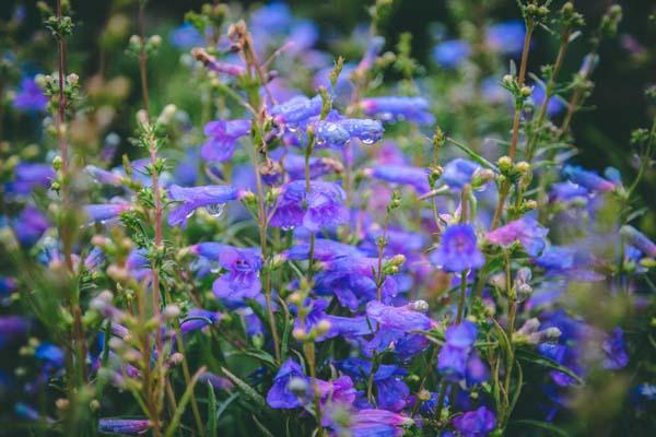 Beardtongue 'Electric Blue' 1 Gallon