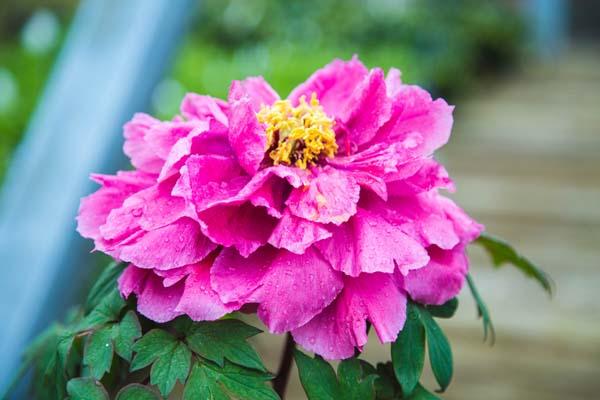 Tree Peony 'Yachiyo Tsubaki' 2 Gallon