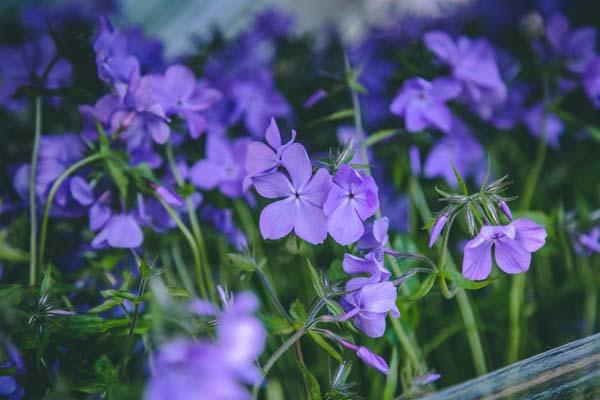 Woodland Phlox 'Blue Moon' 1 Gallon