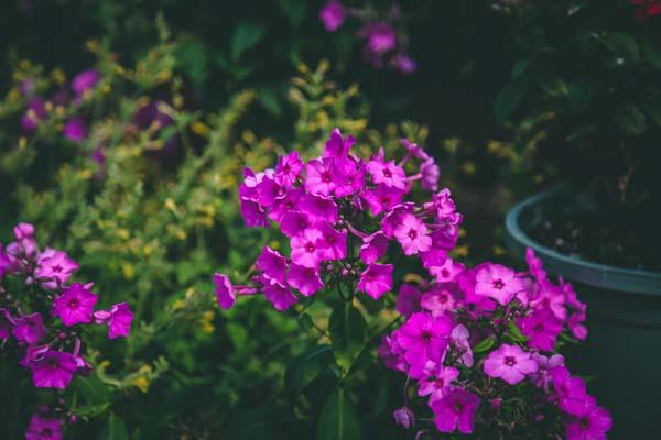 Summer Phlox FLAME&trade; Pink 1 Gallon