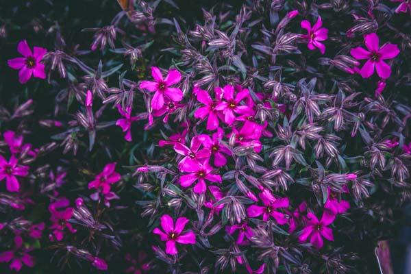 Creeping Phlox 'Scarlet Flame' 1 Gallon