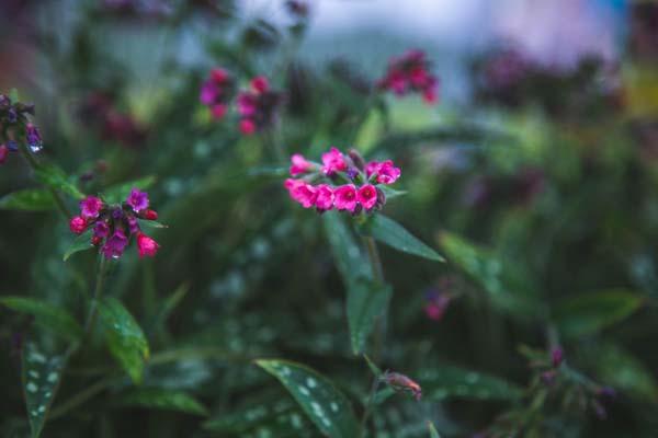 Lungwort 'Raspberry Splash' 2 Gallon