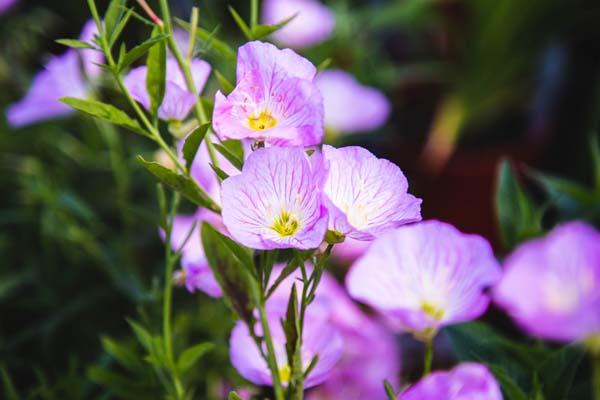 Evening Primrose 'Twilight' 1 Gallon