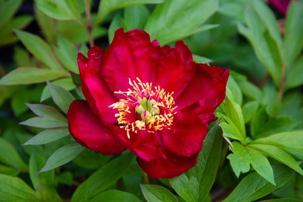 Itoh Peony 'Scarlet Heaven' 3 Gallon